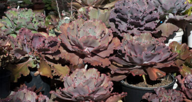 Espaço Lunabela Suculentas