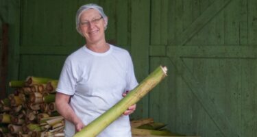 Conheça o Palmito da Rota do Enxaimel